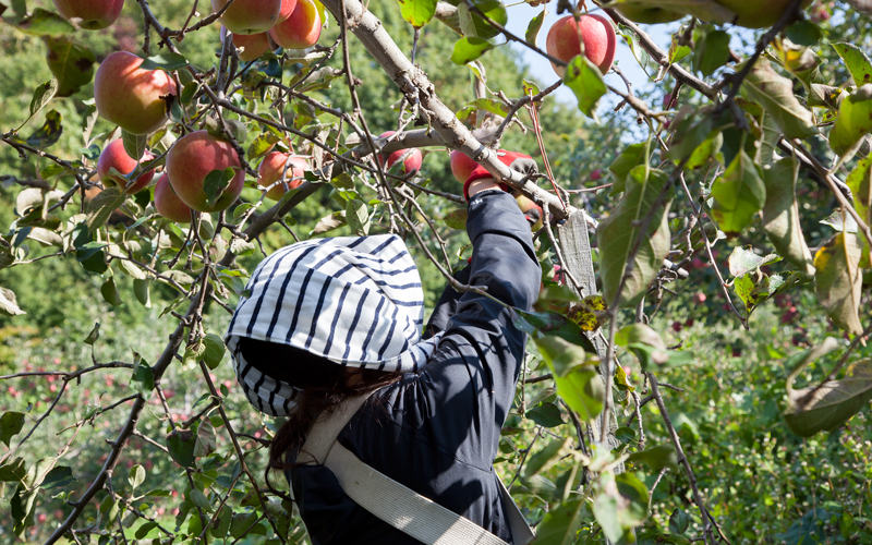 りんご収穫中の体験参加者Mさん