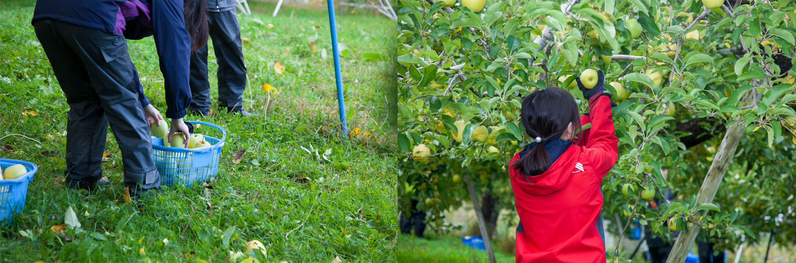 りんご収穫体験の様子