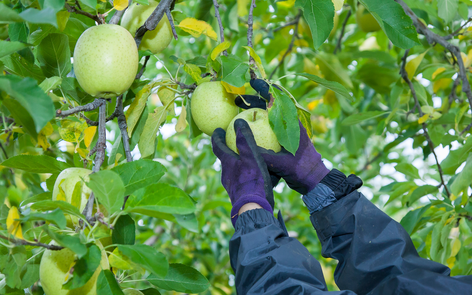 りんご収穫作業の様子